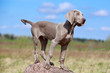 wemaraner puppy portrait