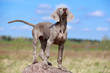 wemaraner puppy portrait