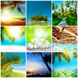Tropical nature collection