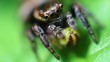 Springspinne mit seiner Beute - Supermakro
