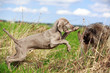 wemaraner and briard puppy