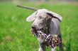 wemaraner puppy in field
