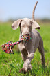 wemaraner puppy in field