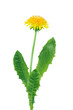Dandelion On White