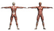 Human Anatomy - Male Muscles