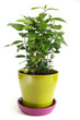 Laurel tree