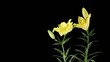 Blooming yellow lily flower buds ALPHA matte (Lilium Fifty Fifty