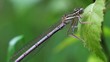 Speer-Azurjungfer - Coenagrion hastulatum