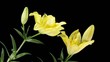 Blooming yellow lily flower buds ALPHA matte (Lilium Fifty Fifty