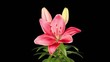 Blooming pink lily flower buds ALPHA matte (Lilium Sweet Kiss), 