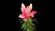 Blooming pink lily flower buds ALPHA matte (Lilium Sweet Kiss), 