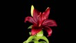 Blooming purple lily flower buds ALPHA matte (Lilium purple prin