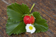 fresa, flor y hoja de la fresa
