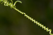 Grape spiral branch