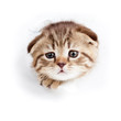 cat kitten wading through a hole in  torn paper
