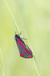 Photo: Cinnabar Moth (Tyria jacobaeae) Cinnabar Moth (Tyria jacobaeae)