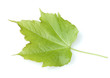 Wilder Wein, Parthenocissus quinquefolia