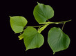 Winterlinde, Lindenblatt, Tilia Cordata