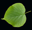 Winterlinde, Lindenblatt, Tilia Cordata