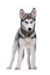 Siberian Husky on a white background
