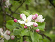 Photo: apple blossom apple blossom