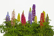 canvas print picture - Lupins