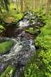 Creek from the green Wilderness in the spring Mountains, Czech