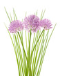 Foto: Chives flowers Chives flowers