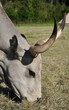 VACHE
