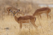 Schwarznasenimpala
