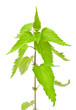 Foto: Stinging nettle Stinging nettle