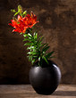 Orange lily in vase on a wooden background