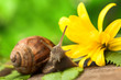 Beautiful Snail
