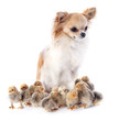 young chicks