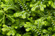 Selaginella kraussiana ( Trailing Selaginella )