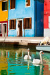 Swans In Burano, Italy