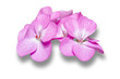 Pink Geranium ( Palargonium x hortorum )