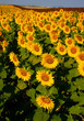 Field of sunflowers
