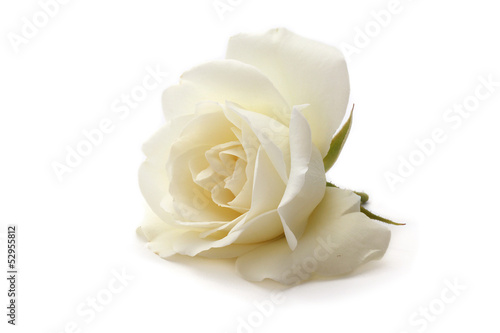 Photo: rose rose