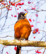 Photo: Red Breasted American Robin with Berries Red Breasted American Robin with Berries