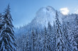 Photo: Snowy Evergreens Mountain Snoqualme Pass Washington Snowy Evergreens Mountain Snoqualme Pass Washington