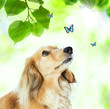Foto: Dachshound with blue butterflies Dachshound with blue butterflies