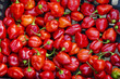 Peperoncino