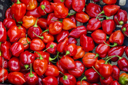 Photo: Peperoncino Peperoncino