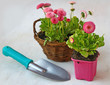 Pink daisies in a basket and garden shovel
