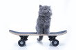Little gray kitten playing