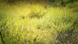 Morning Dew Drops On Green Grass