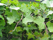 Photo: Ivy Background Ivy Background