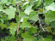 Ivy Background