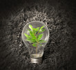 Incandescent light bulb with plant